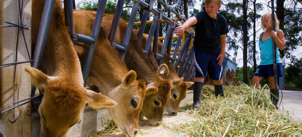 kids feeding calves