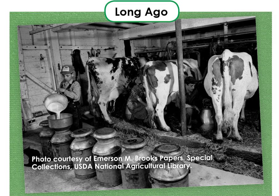dairy farm long ago using milk cans
