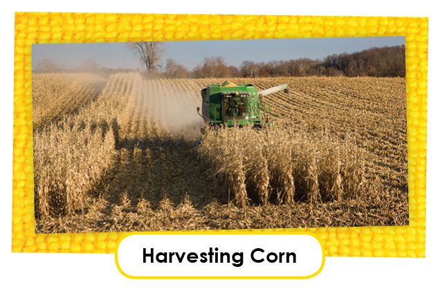 harvesting corn