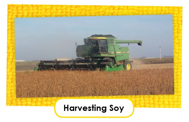 harvesting soy