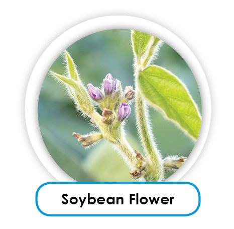 soybean flower
