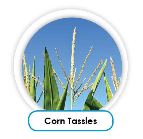 Corn Tassels