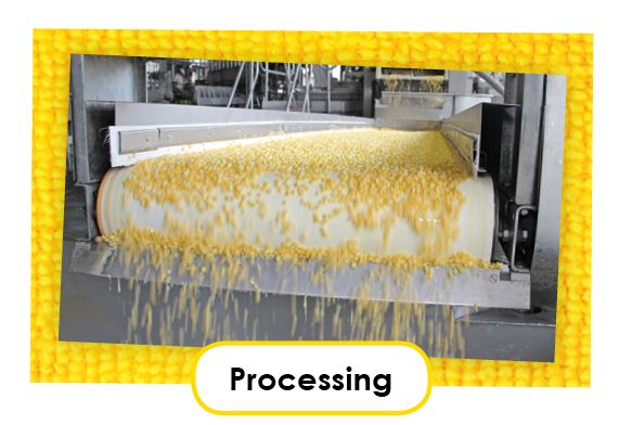 processing corn