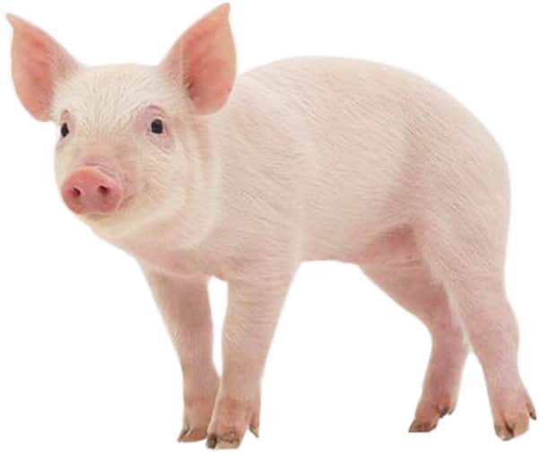 AgMag Pork - piglet