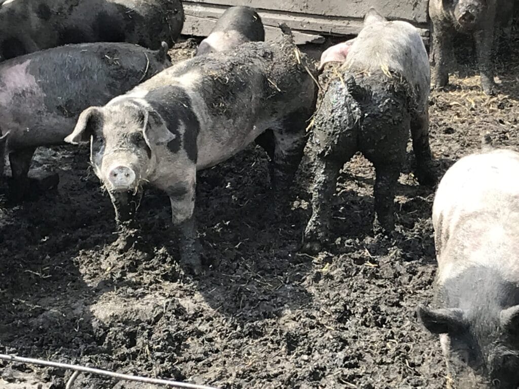 Pigs in mud