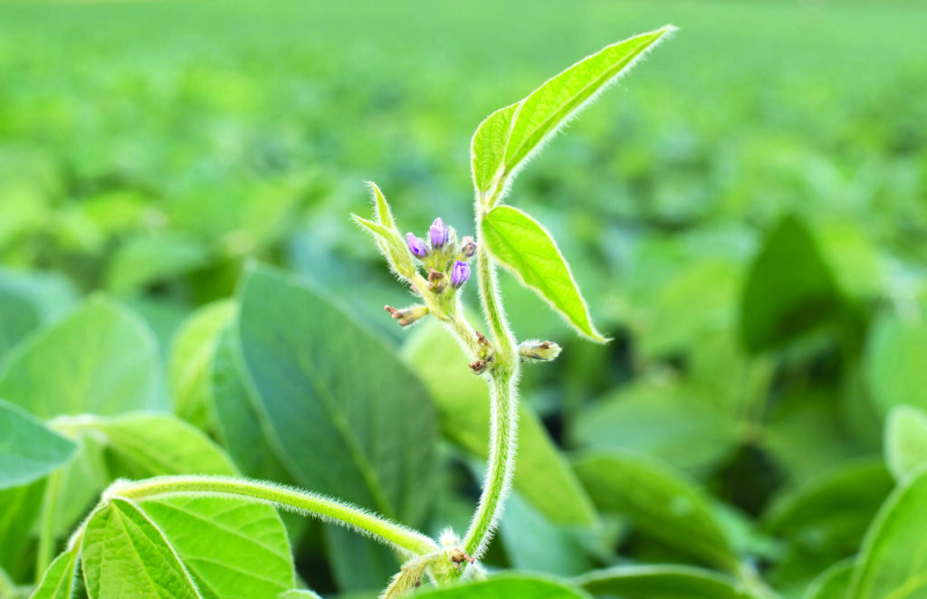 Close up photo of purple soy blossom