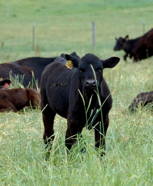 heifer in field with cows
