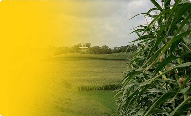 corn field header
