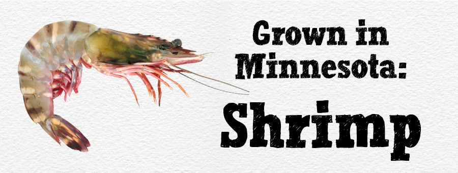grown in MN - shrimp