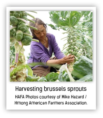 harvesting brussels sprouts