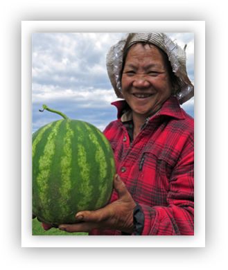 watermelon growers