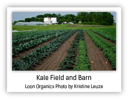 kale field and barn