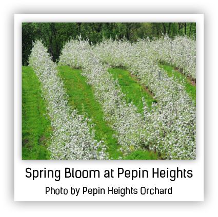 spring bloom at Pepin Heights