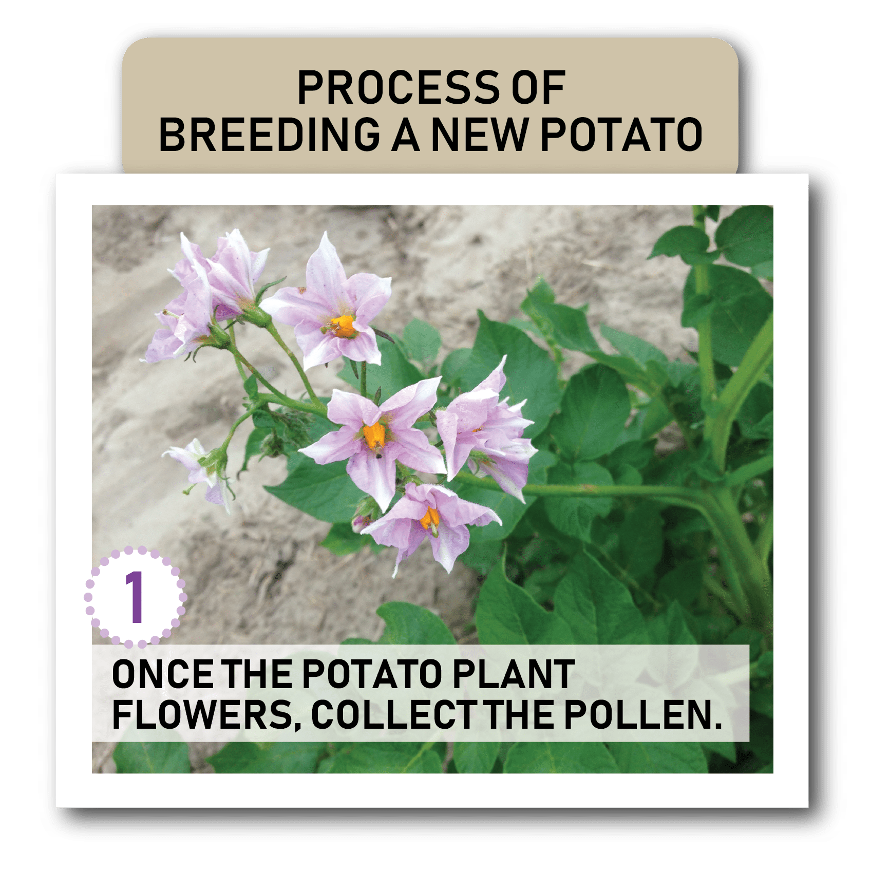 process of breeding a new potato