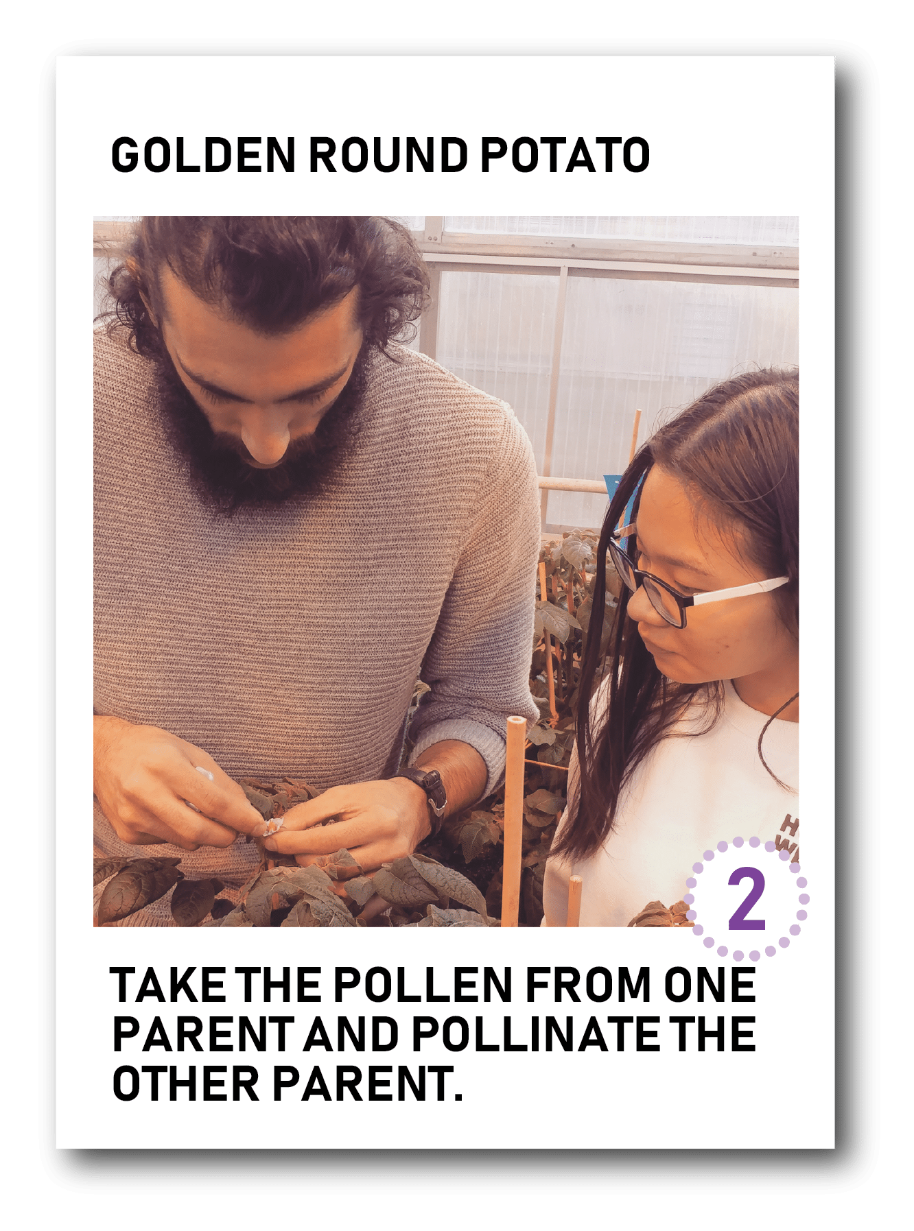 golden round potato