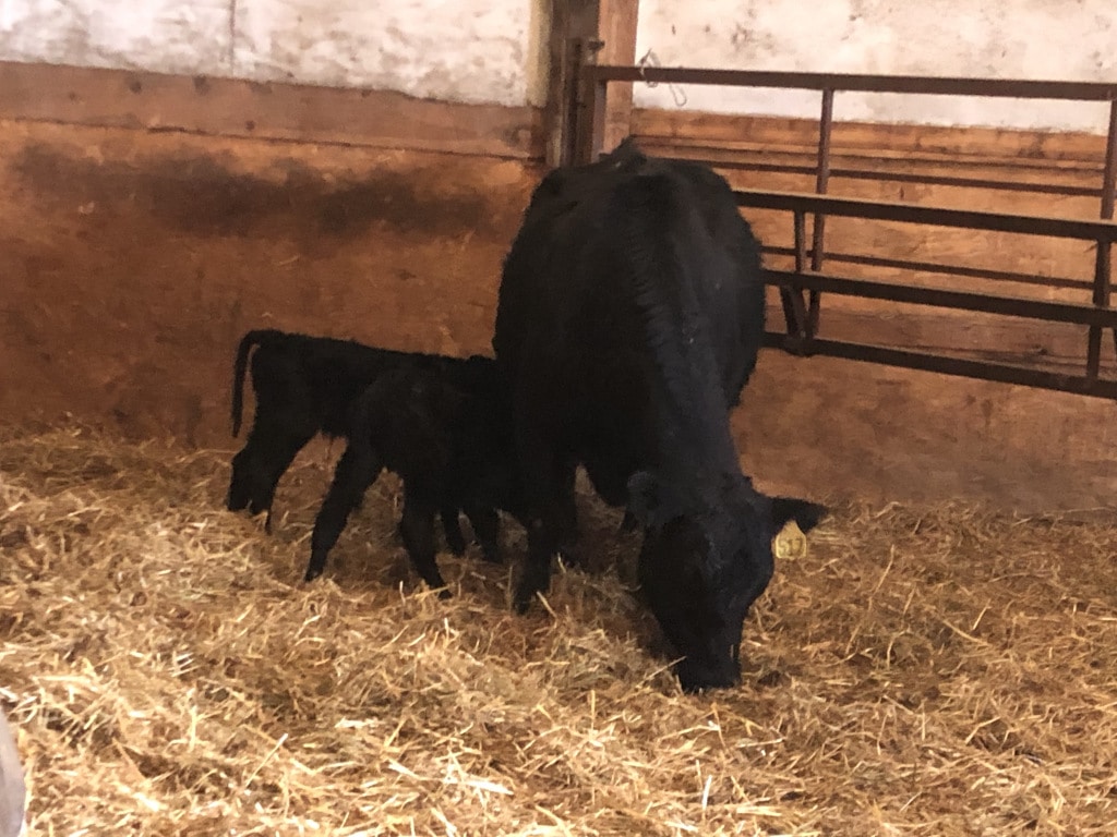 black cow with two calves