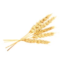 Wheat small