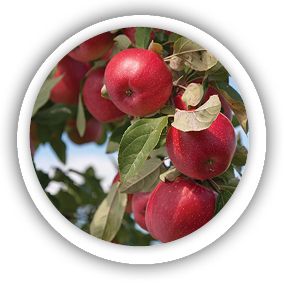 apples on the tree icon