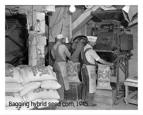 worker bagging hybrid seed corn in 1945