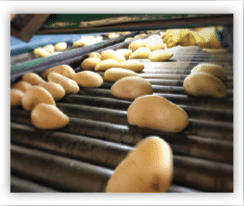potatoes on conveyor belt
