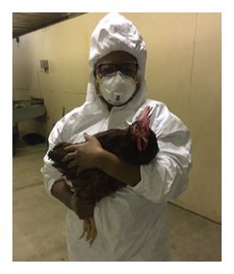 worker with chicken