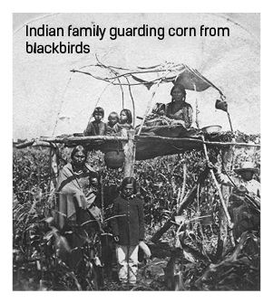Indian family guarding corn
