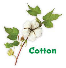 plant power -cotton