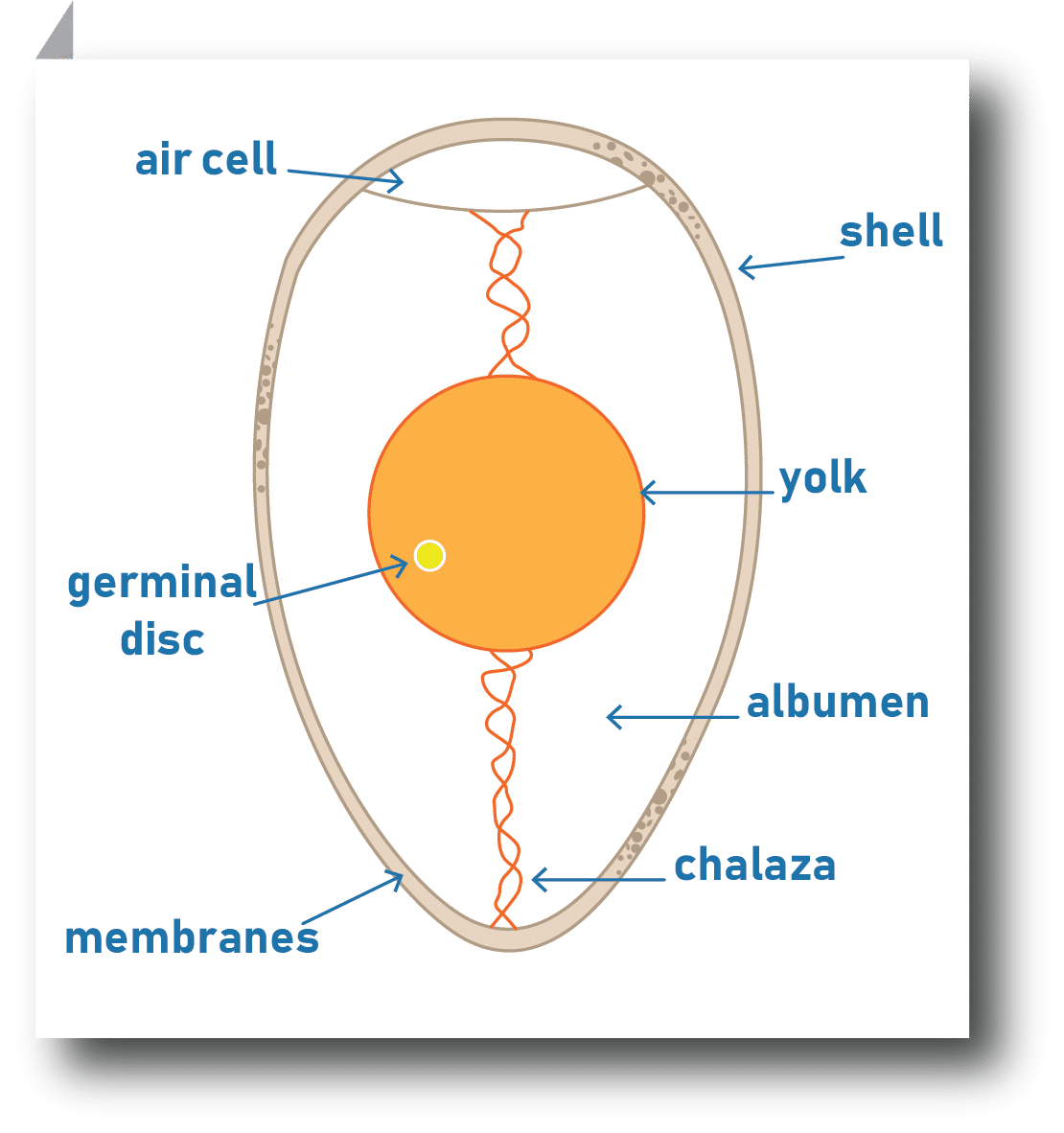 Parts of an egg
