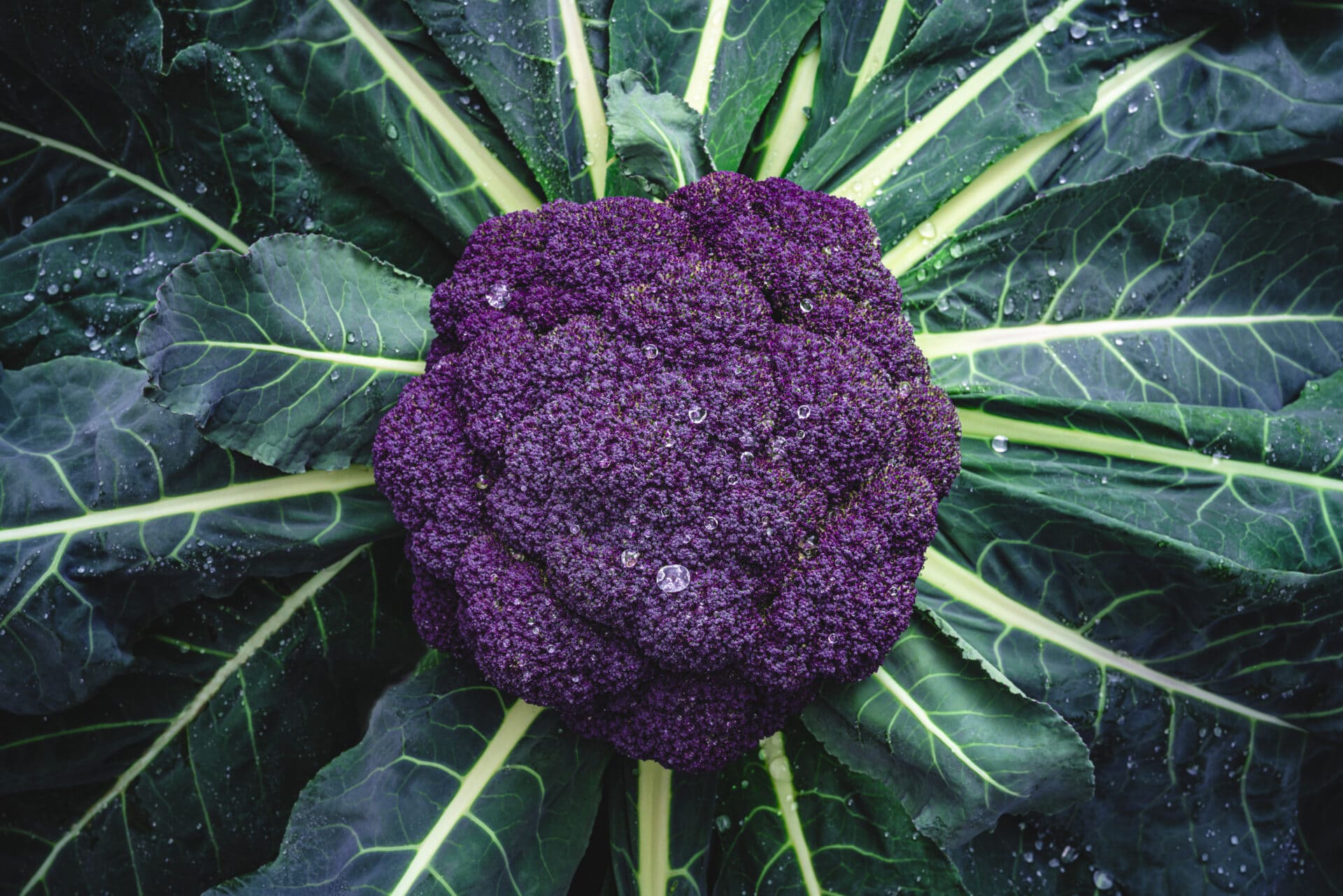 Purple cauliflower raw with plant leaves and dew drops in harvest farm full frame