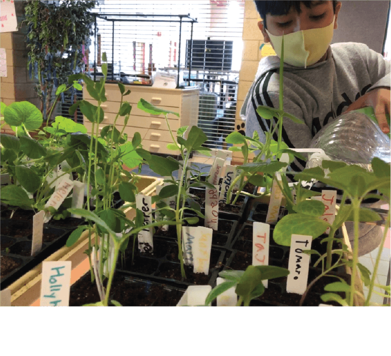 Classroom Plant Experiment