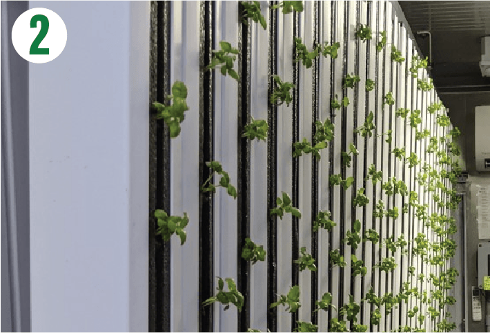 Hydroponic Plants Growing Vertically