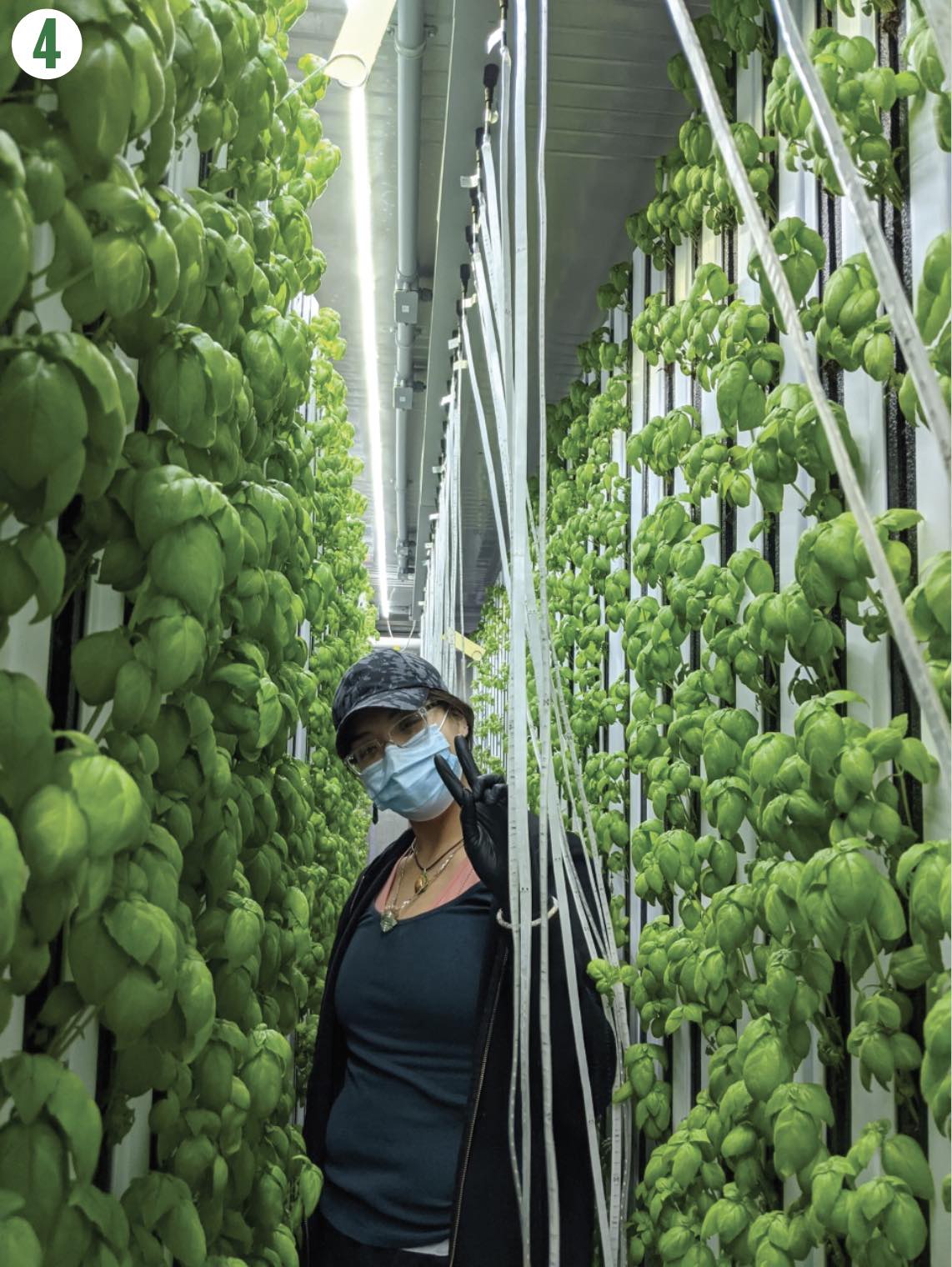 Hydroponic Plants Growing Vertically