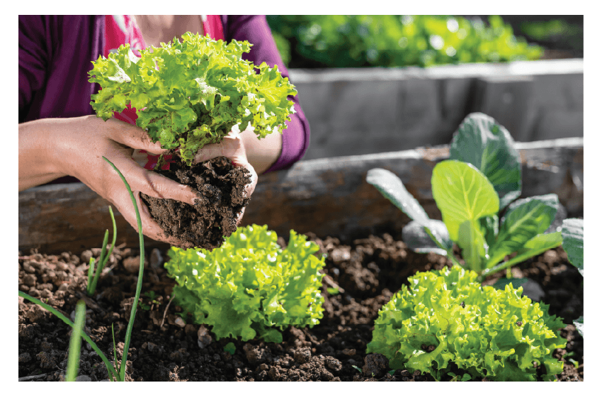 Transplanting Lettuce Plants