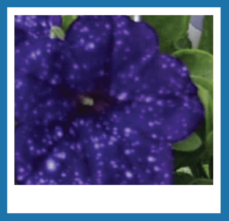Closeup of purple flower
