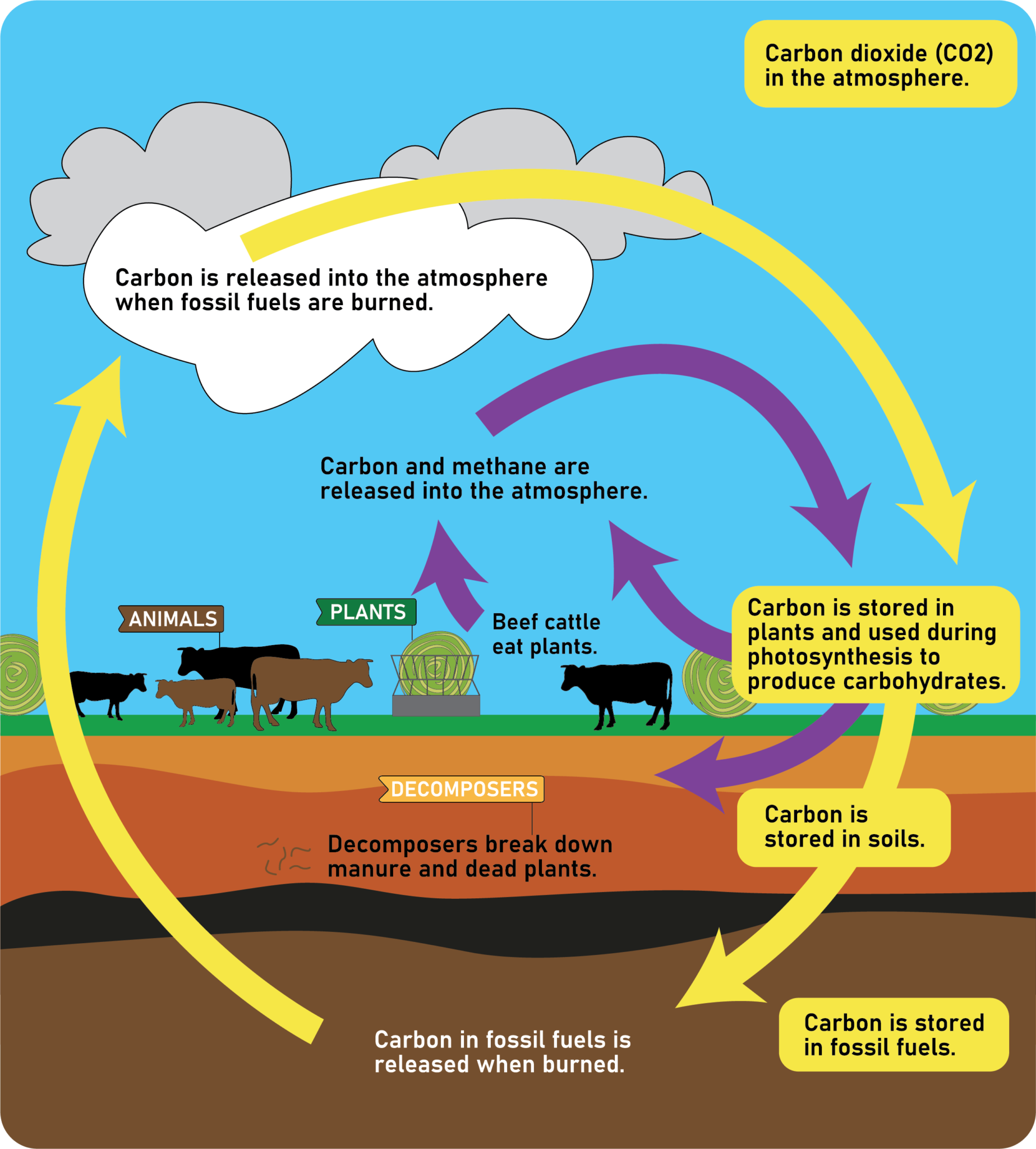 Carbon Cycle Diagram Analysis Answer Key