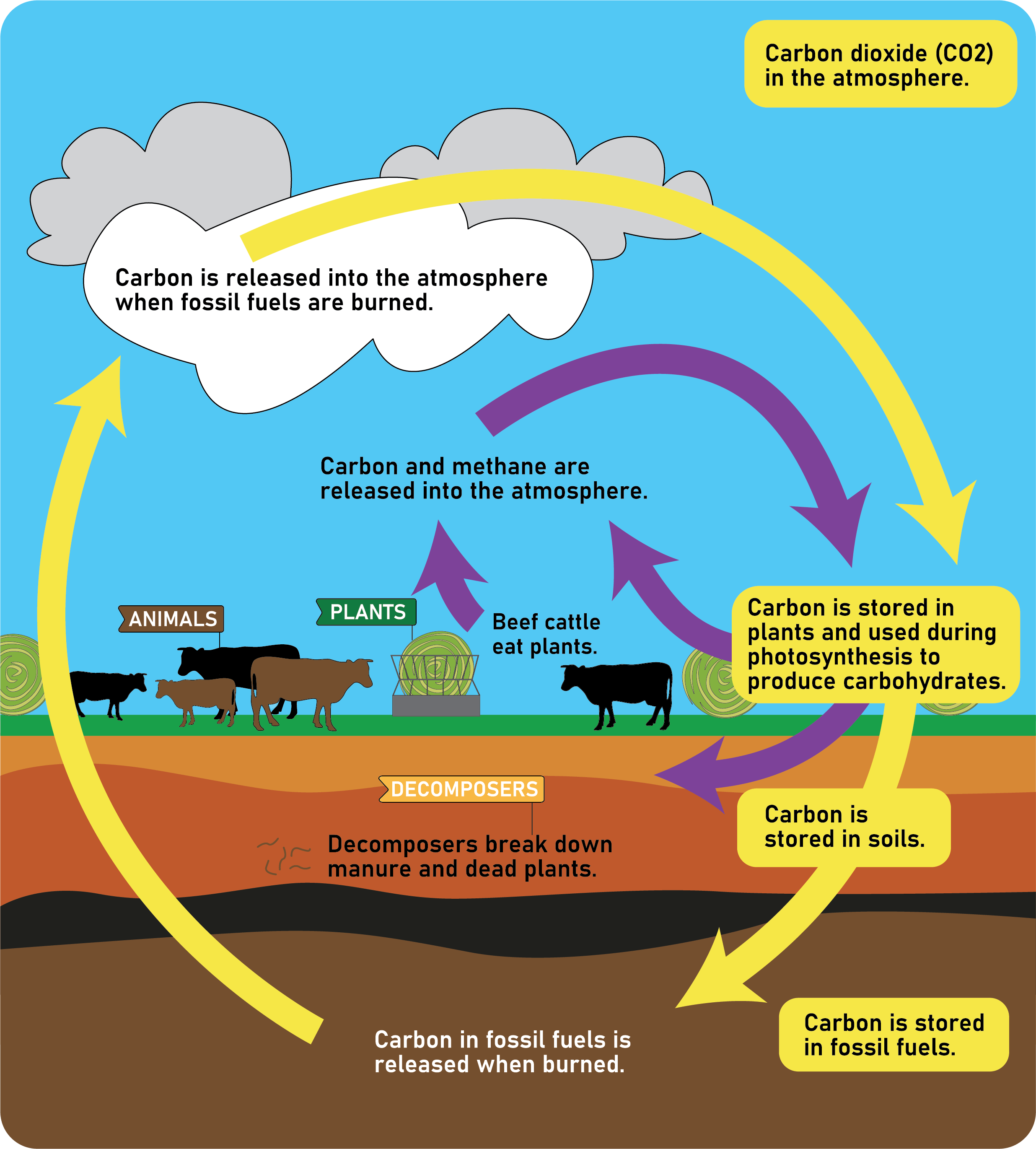 Carbon Cycle