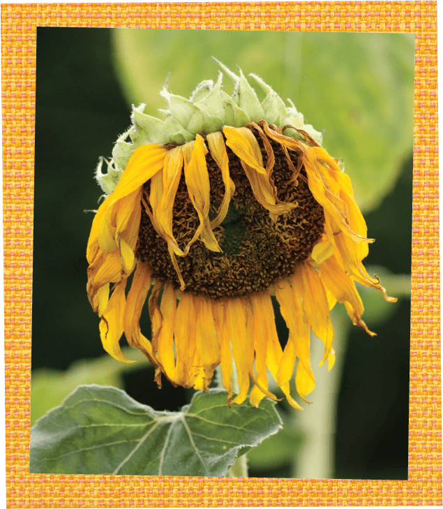 Dying Sunflower Plant