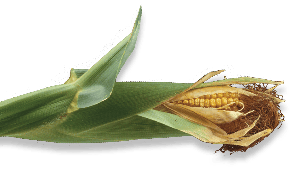 Corn on the Cob