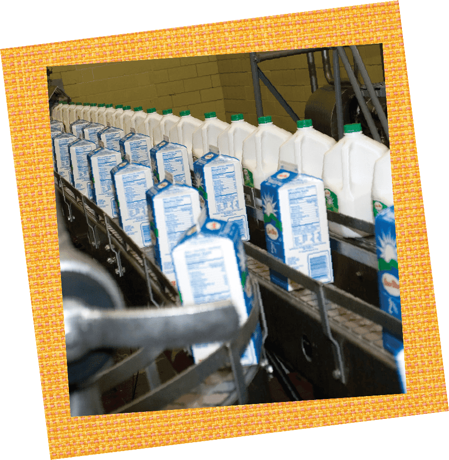 Milk on Conveyer Belt