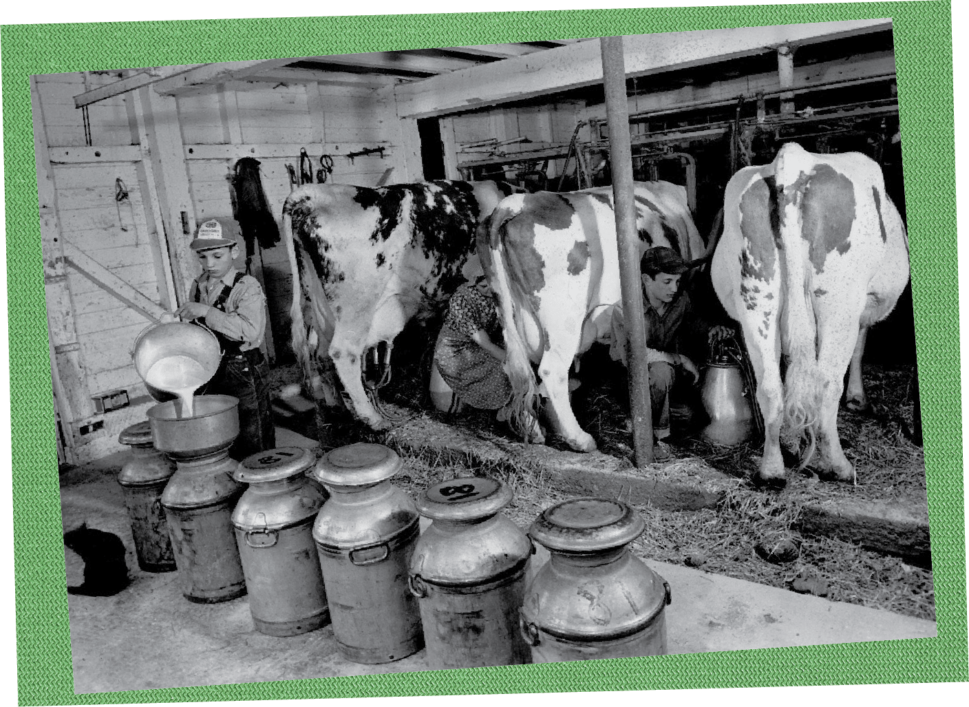History of Cow Milking