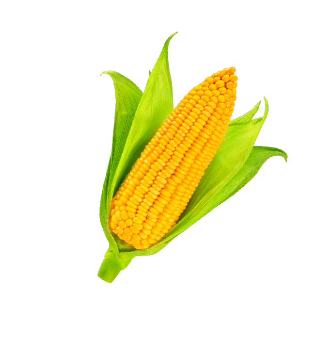 Corn on the Cob