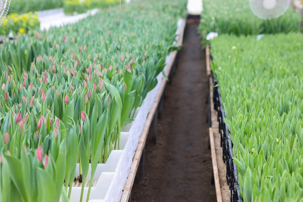 Commercial Greenhouse Tulip Business Growing