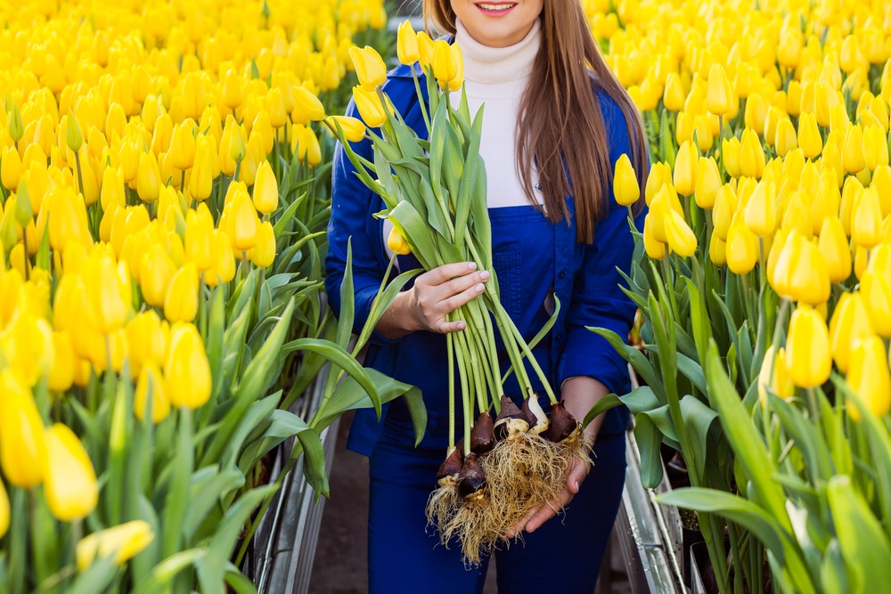 Tulips in a greenhouse