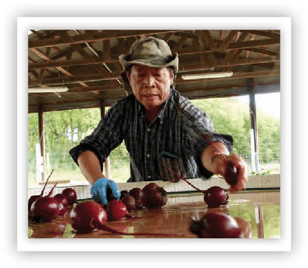 farmer harvesting beets
