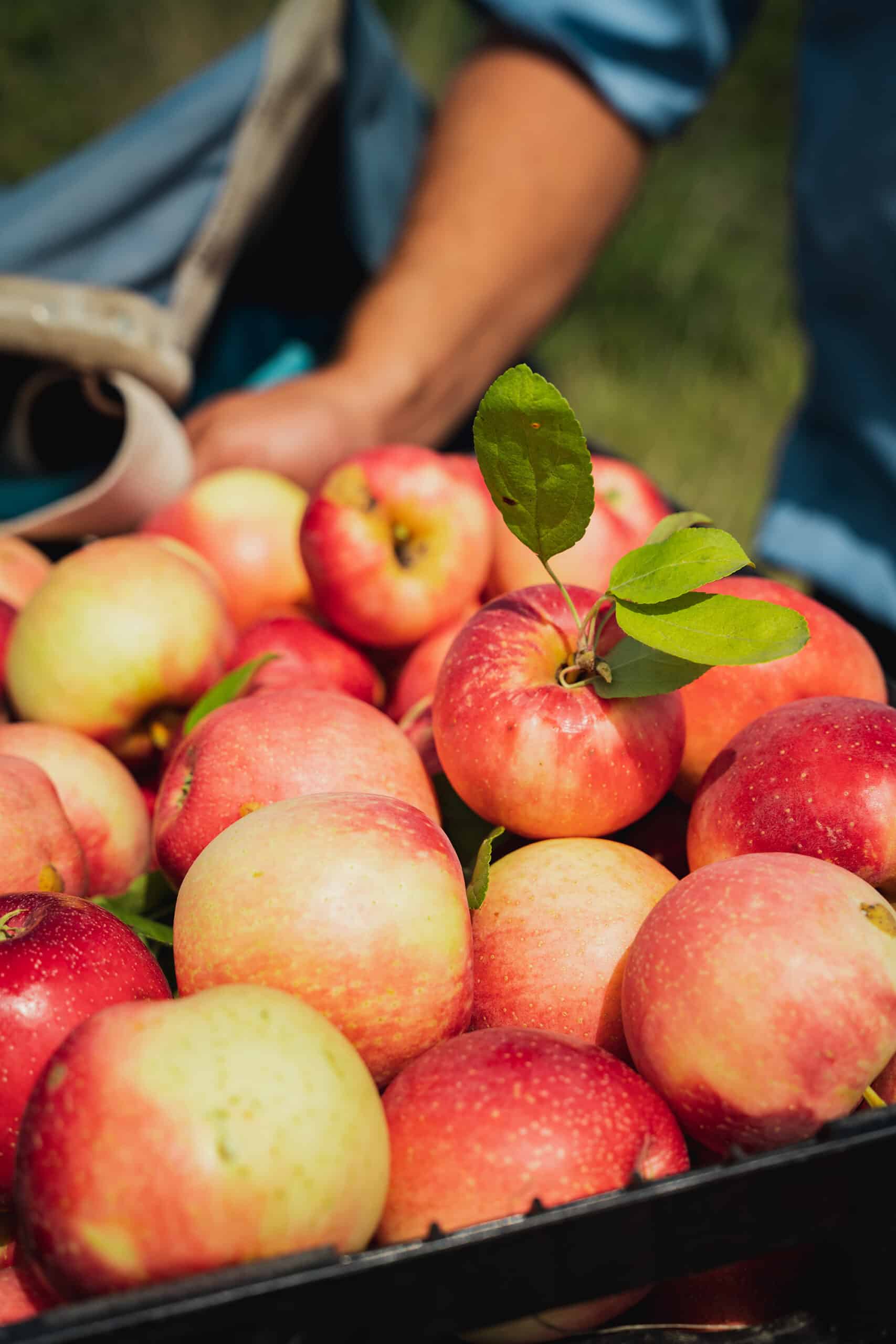 Barrel of Apples