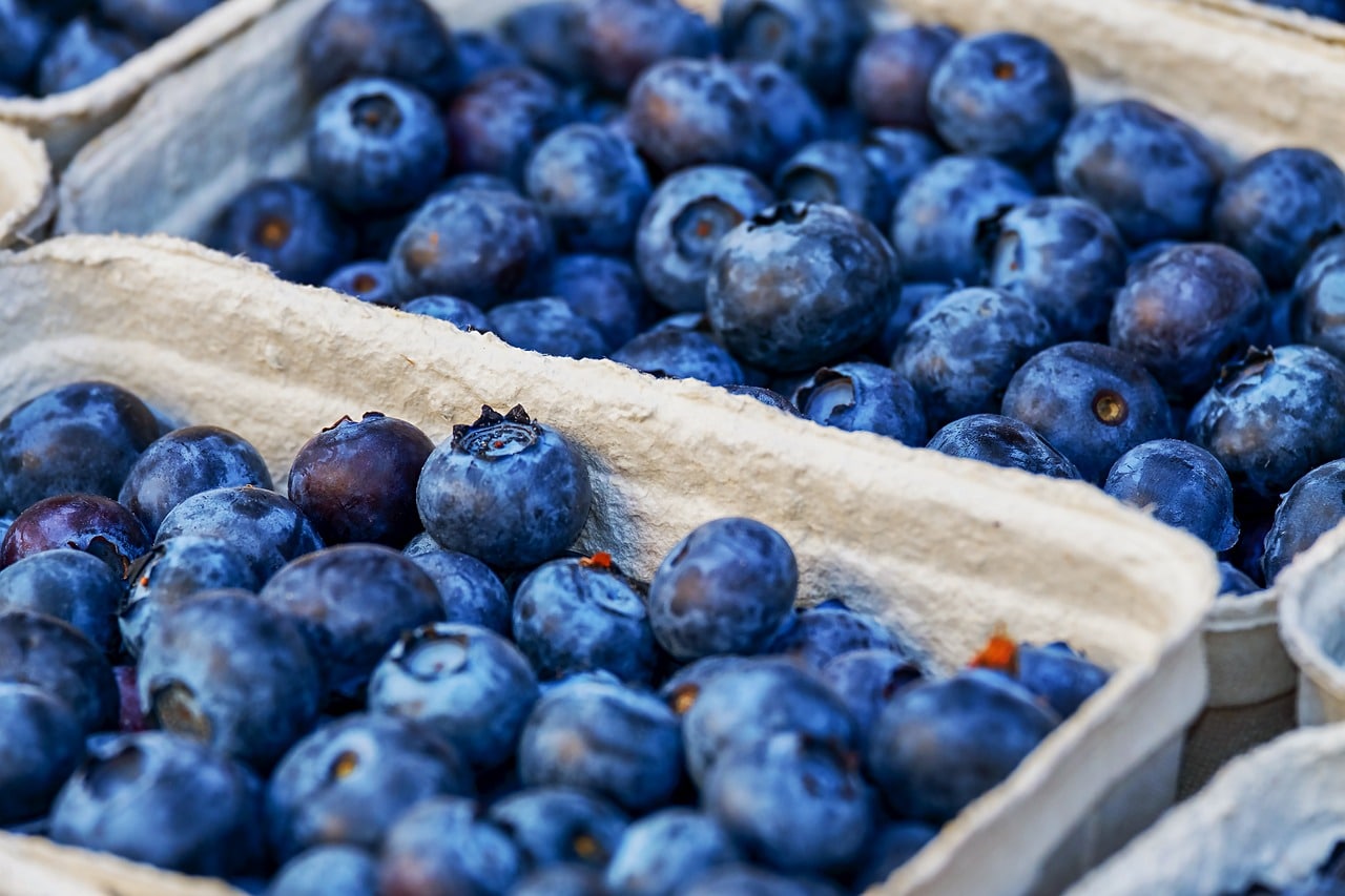 Blueberries in containers