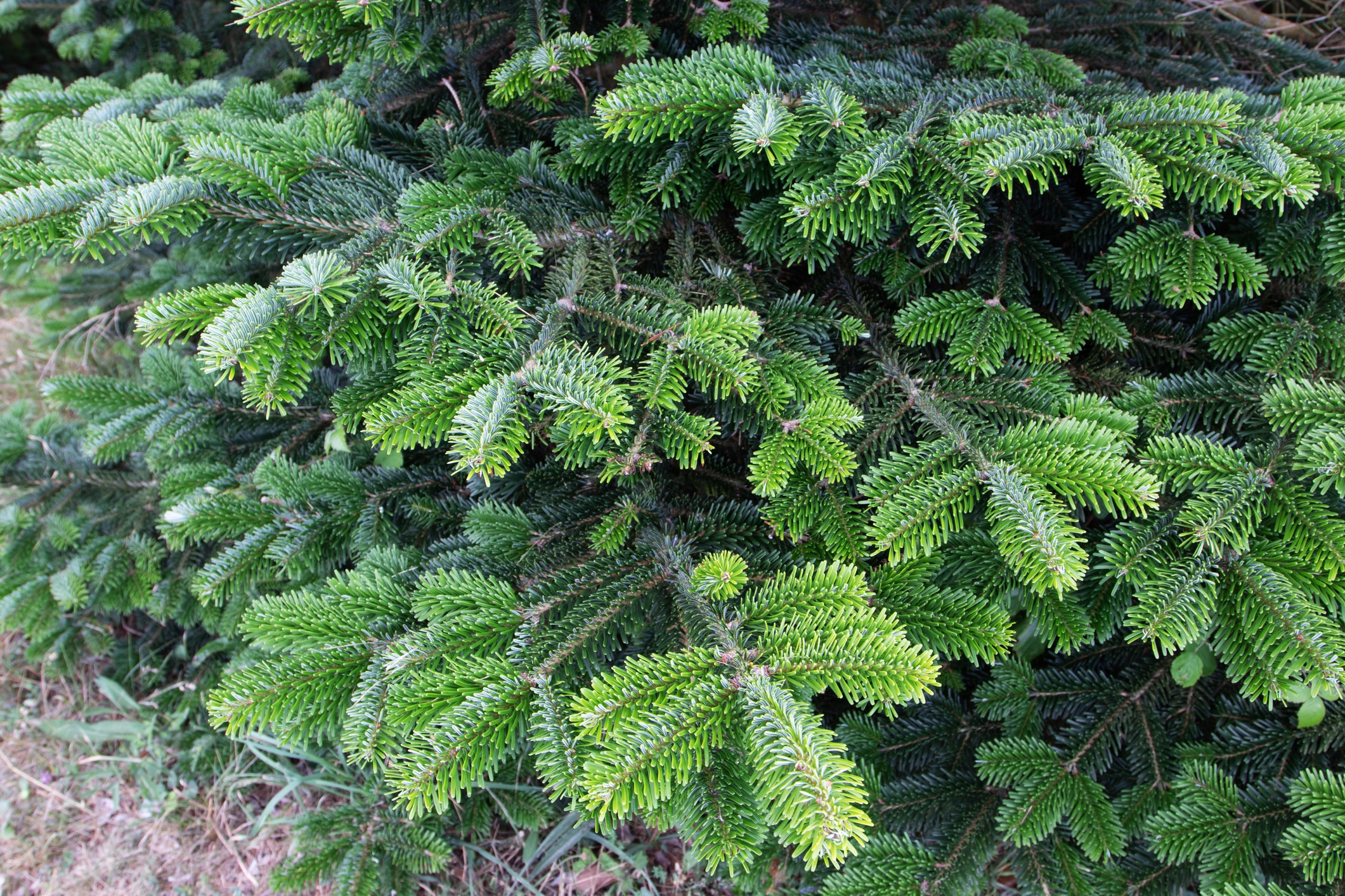 Fraser fir or abies fraseri tree banches