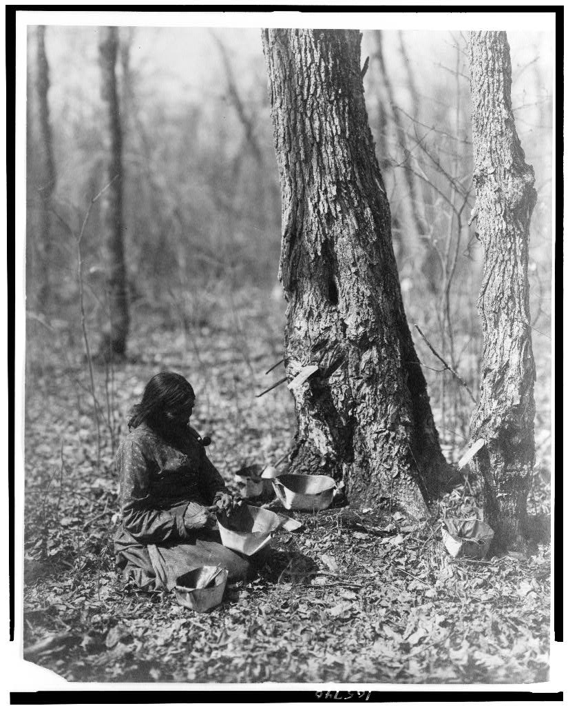 Native American Woman Harvesting Maple Sap from Library of Congress