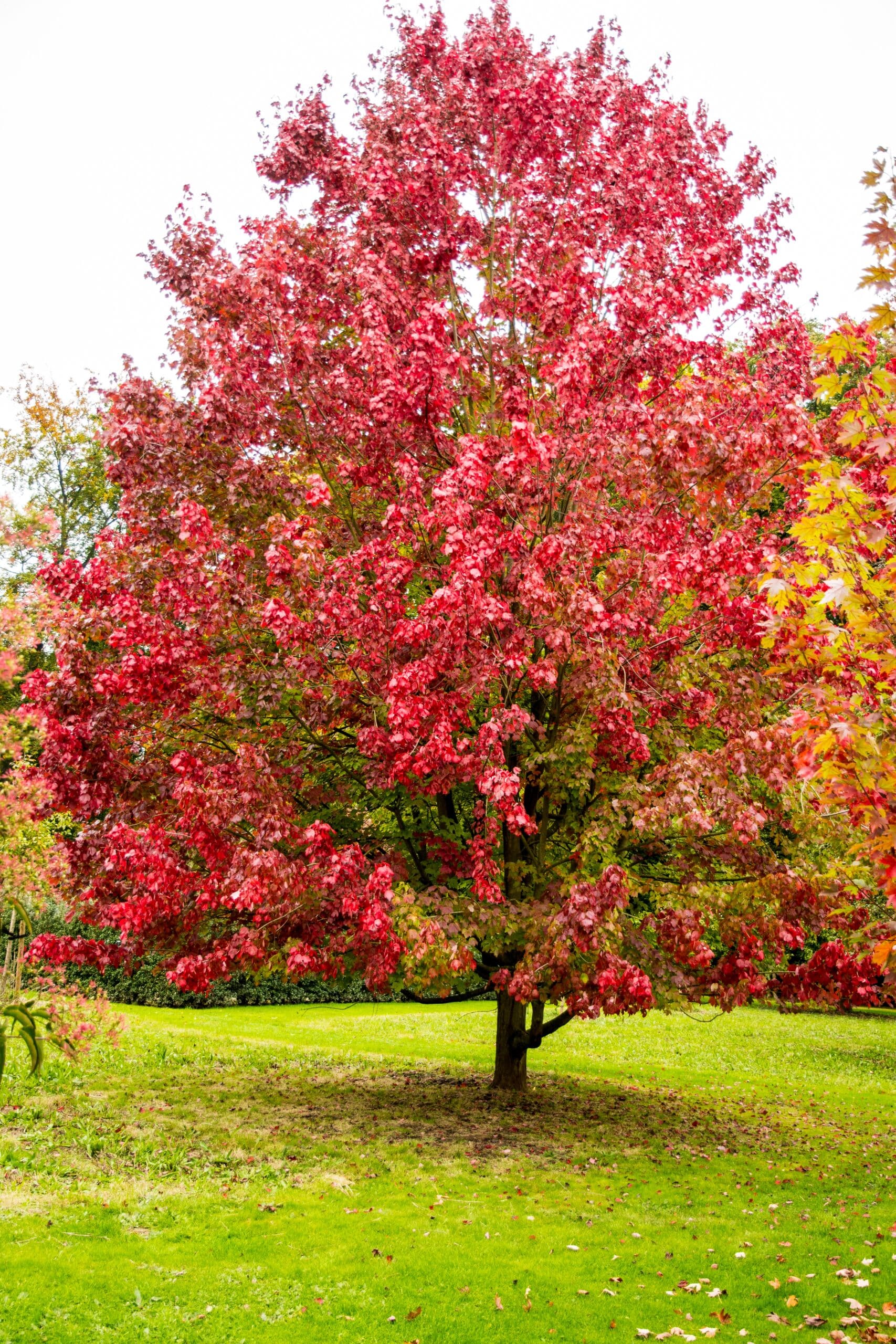 Autumn,Colors,Of,Acer,Rubrum,'october,Glory'