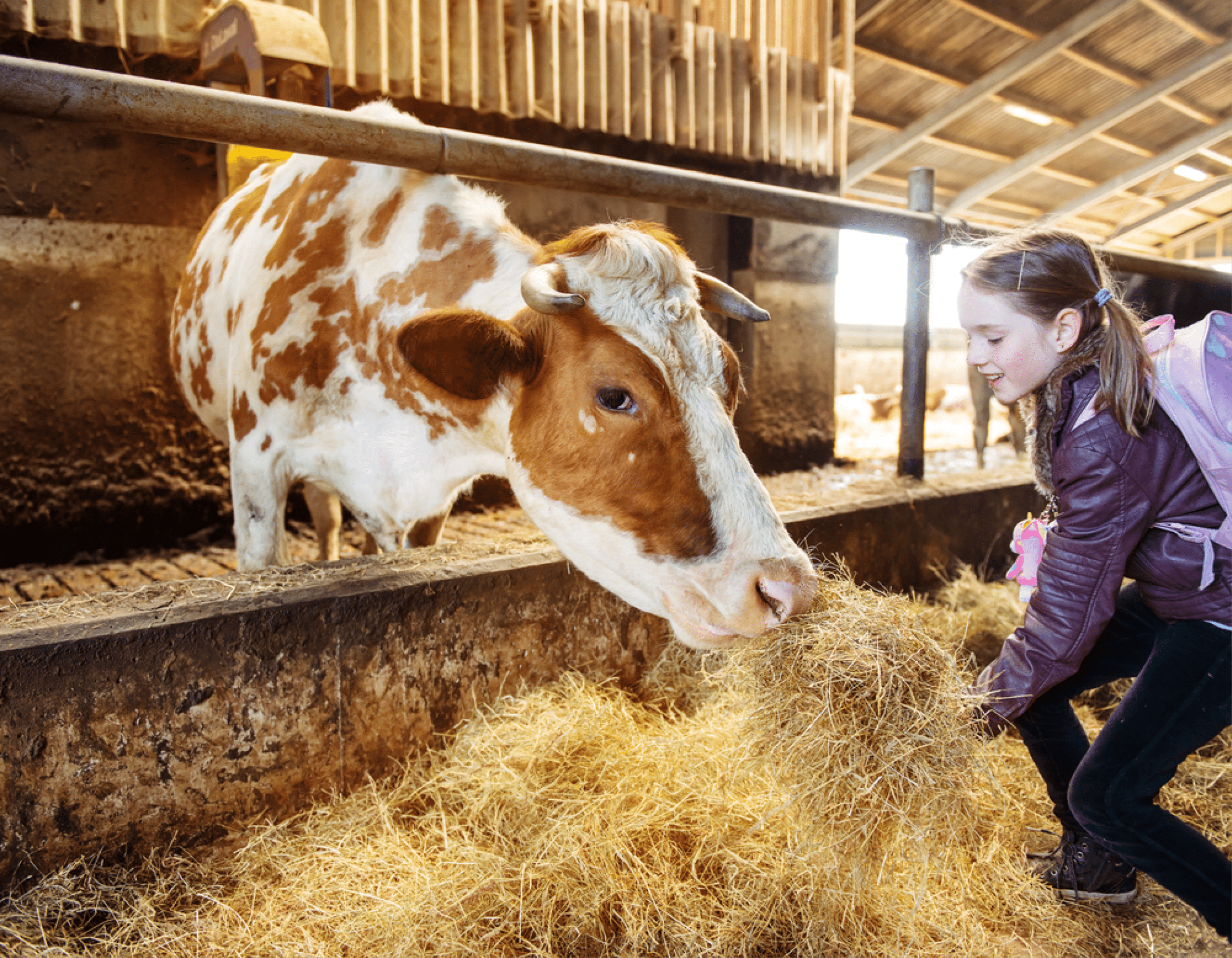 Young Girl Feeding Cow Hay